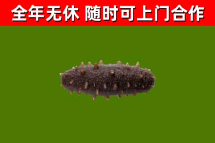 仁怀回收海参干